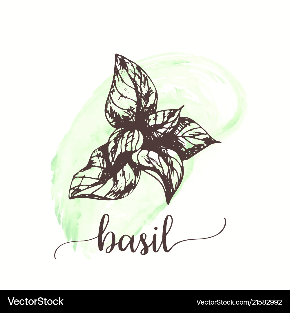 Basil sketch on watercolor paint hand drawn ink Basil sketch on watercolor paint hand drawn ink vector image