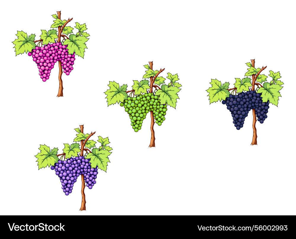 Four grape vines showing different stages Vector Image