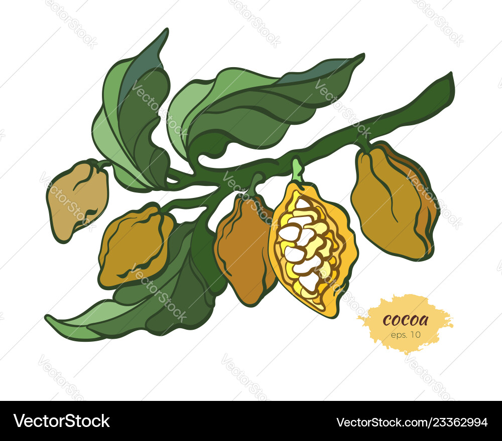 Cocoa branch color Cocoa branch color vector image