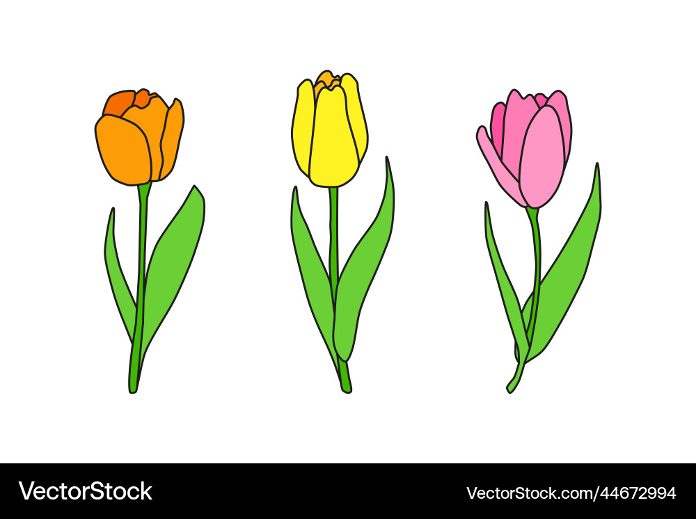 Hand drawn colored spring tulip flowers Hand drawn colored spring tulip flowers vector image