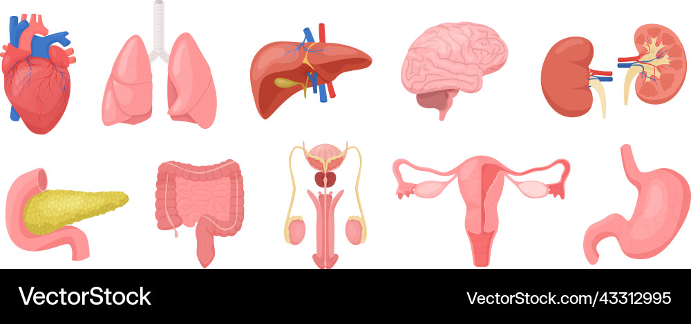 Internal human organs set Royalty Free Vector Image