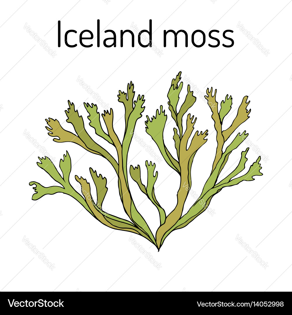 Island Moss - Cetraria Islandica vektorbild