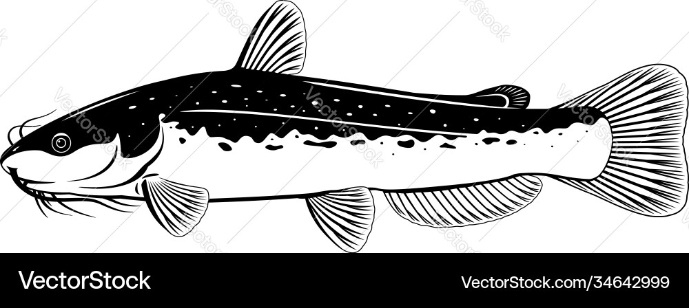 Channel catfish black and white vector image