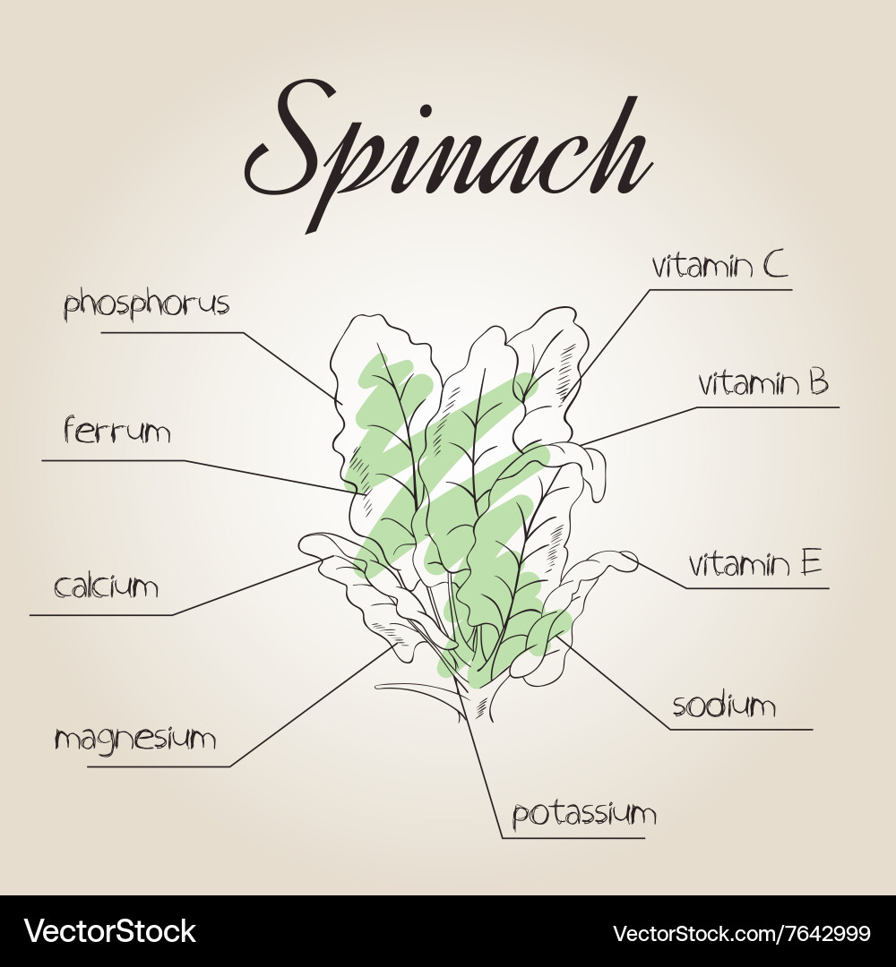 Nutrient list for spinach vector image
