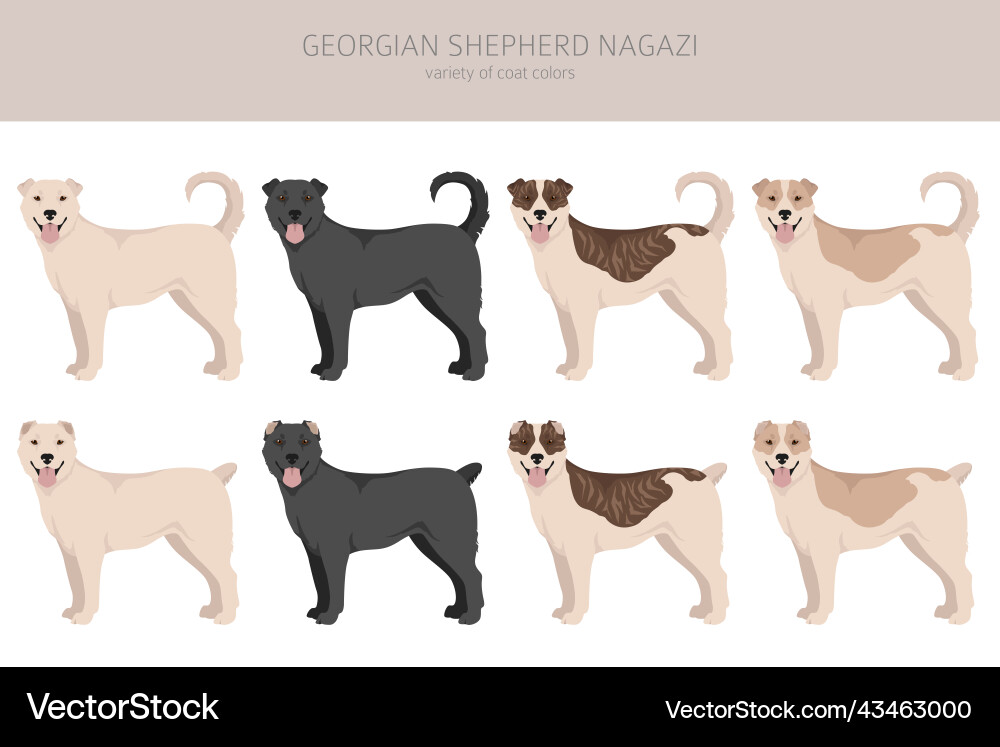 Georgian shepherd nagazi clipart different coat Georgian shepherd nagazi clipart different coat vector image