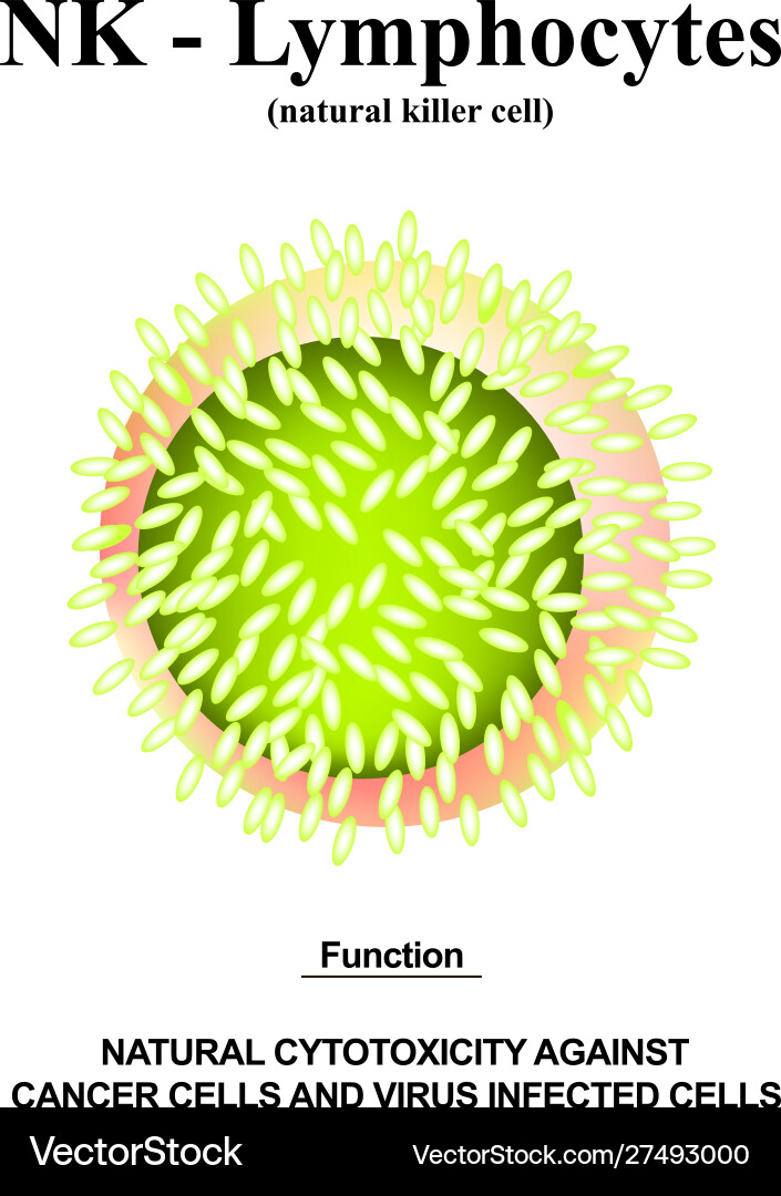 Nk lymphocytes structure the functions Vector Image