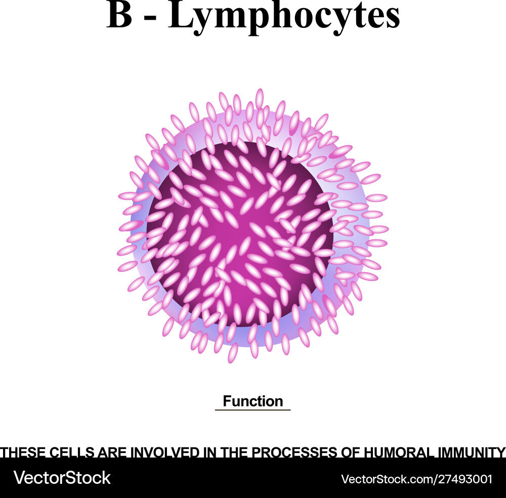 B Lymphocyte Structure & Function Vector Image