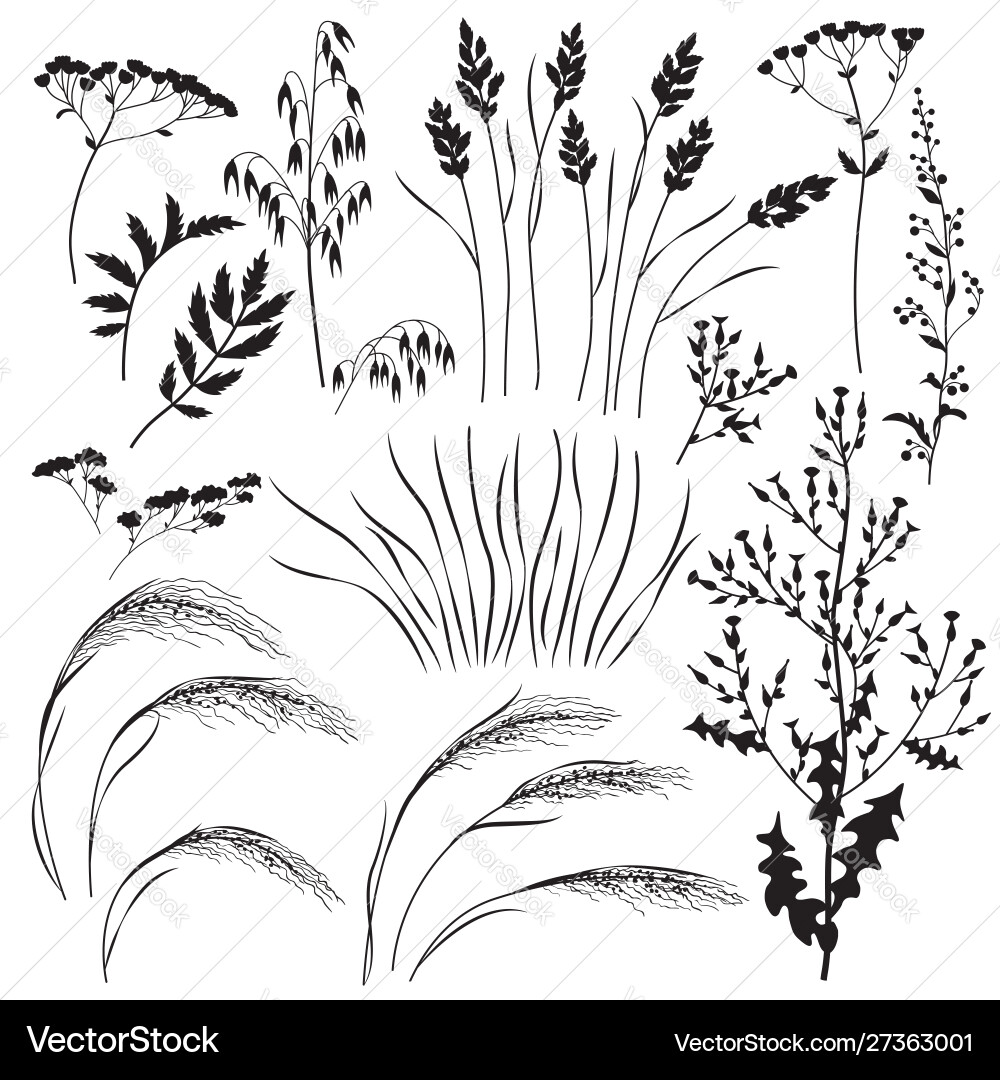 Wild herbs and cereals silhouette set Wild herbs and cereals silhouette set vector image