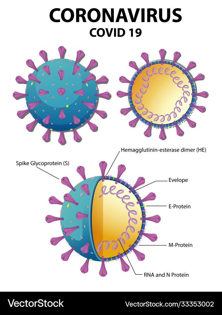 Diagram corona virus particle structure Diagram corona virus particle structure vector image