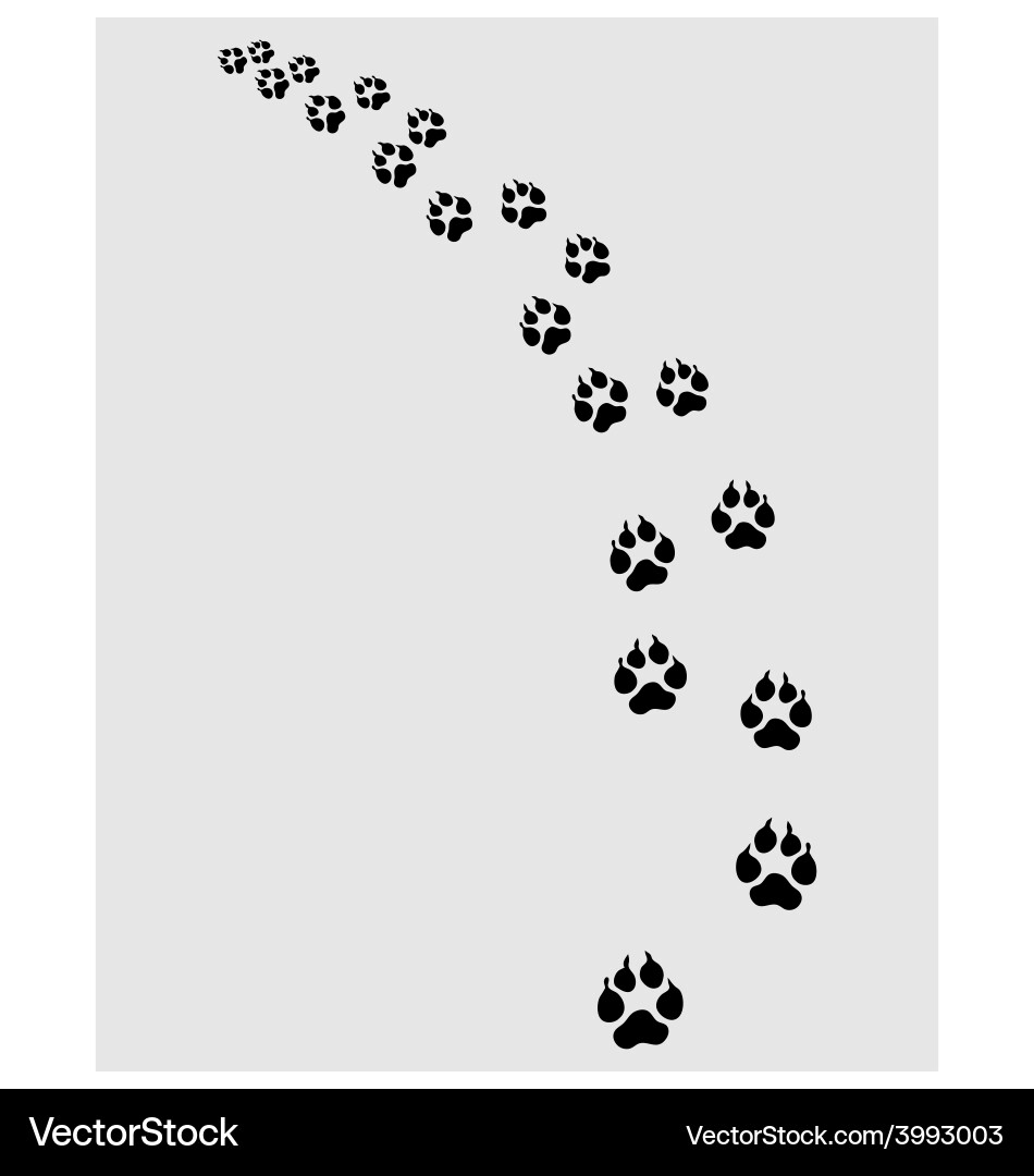 Dog Paw Prints Vector Image