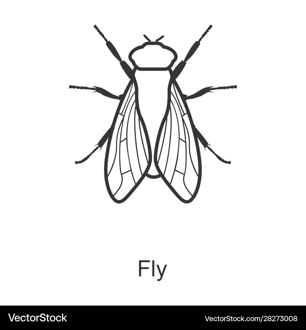 Isolated Fly Icon - Bug Vector Royalty Free Vector Image