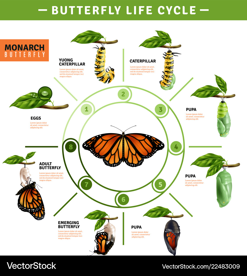 Butterfly Life Cycle Stages Vector Image