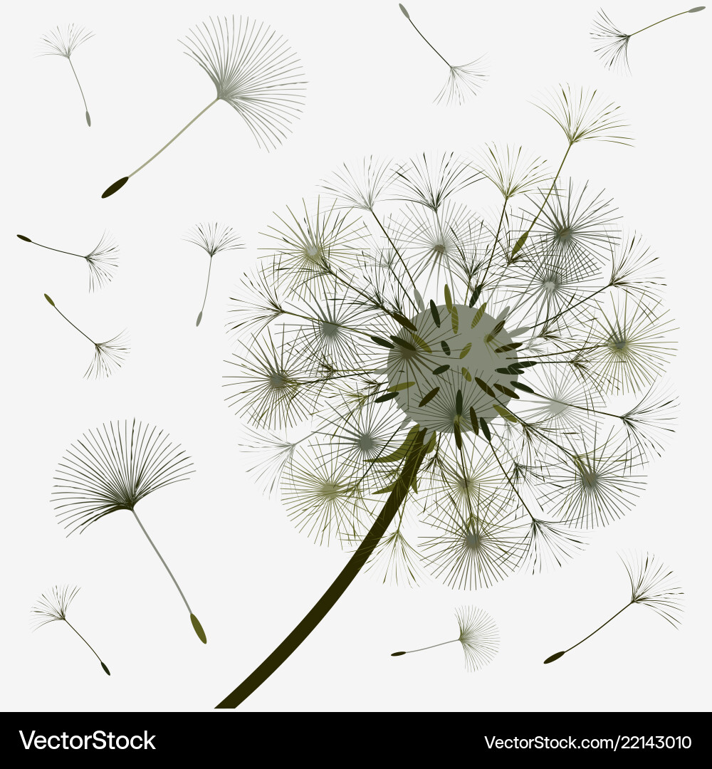 Abstract background of a dandelion for design Abstract background of a dandelion for design vector image