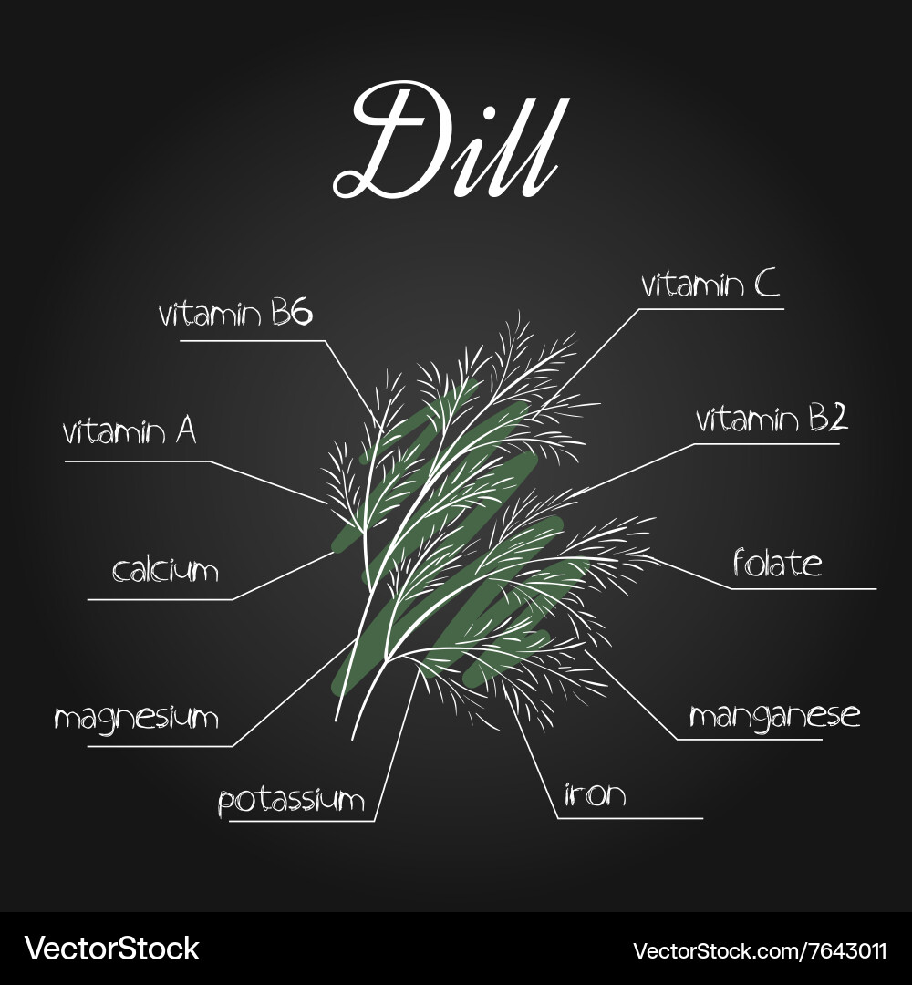 Nutrients list for dill on chalkboard backdrop vector image