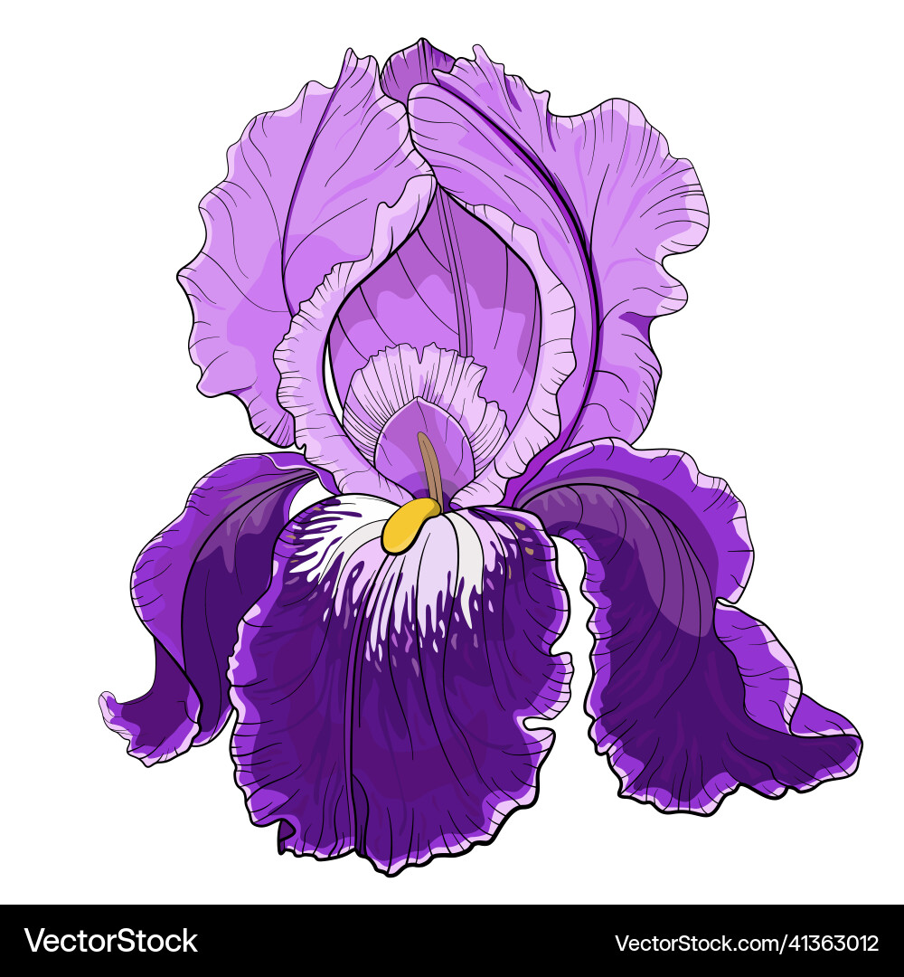 Violet iris flower Royalty Free Vector Image - VectorStock