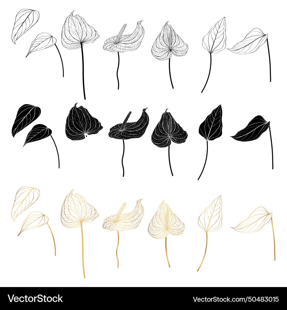 Anthurium Flower Drawing Vector Images (over 300)