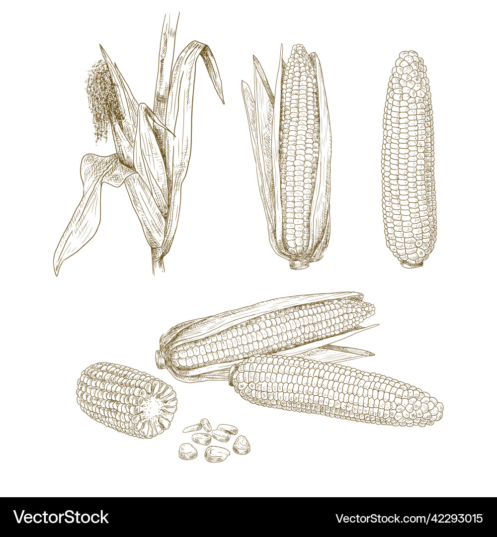 Hand drawn corn vector image