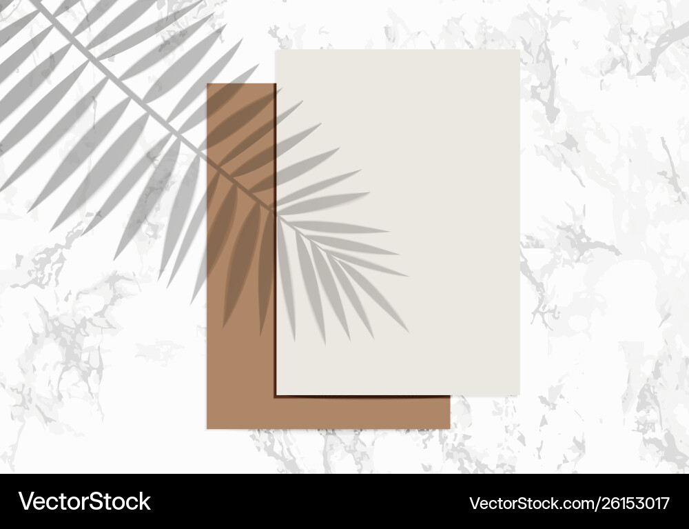 Two paper sheets mock up with shadow palm leaf Two paper sheets mock up with shadow palm leaf vector image
