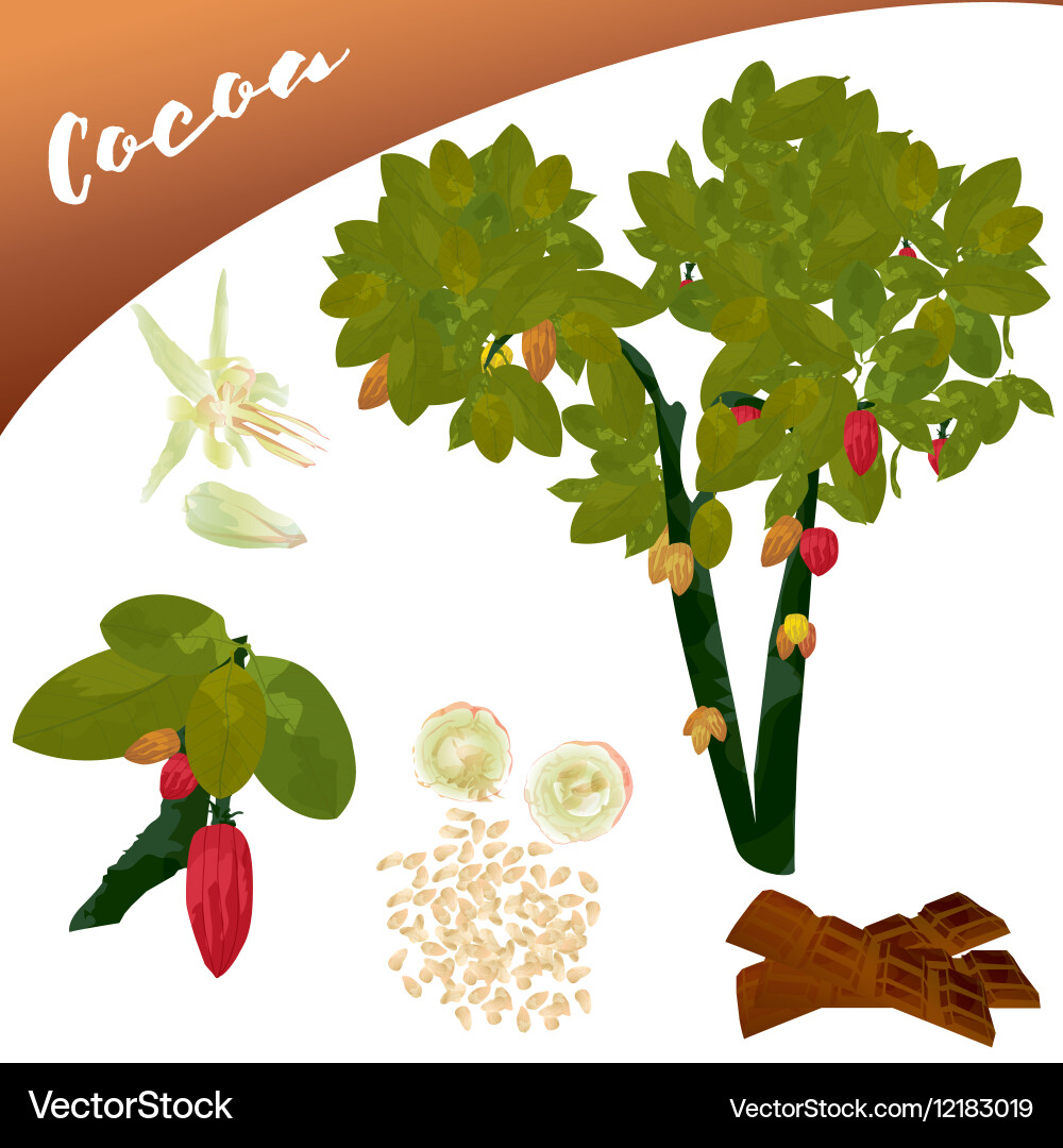 Cocoa Pod and Tree Set Vector Image