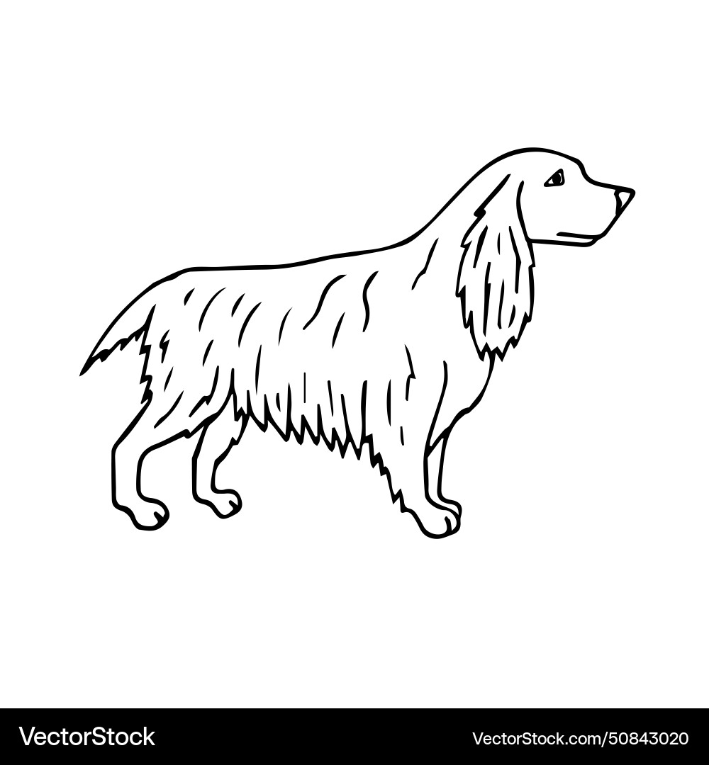 Hand drawn doodle sketch spaniel dog Hand drawn doodle sketch spaniel dog vector image