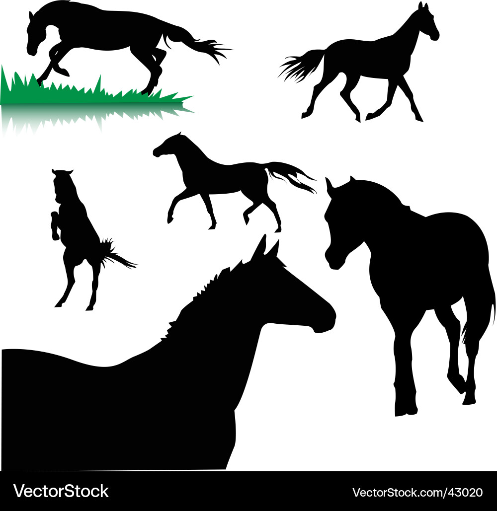 Horses silhouettes vector image