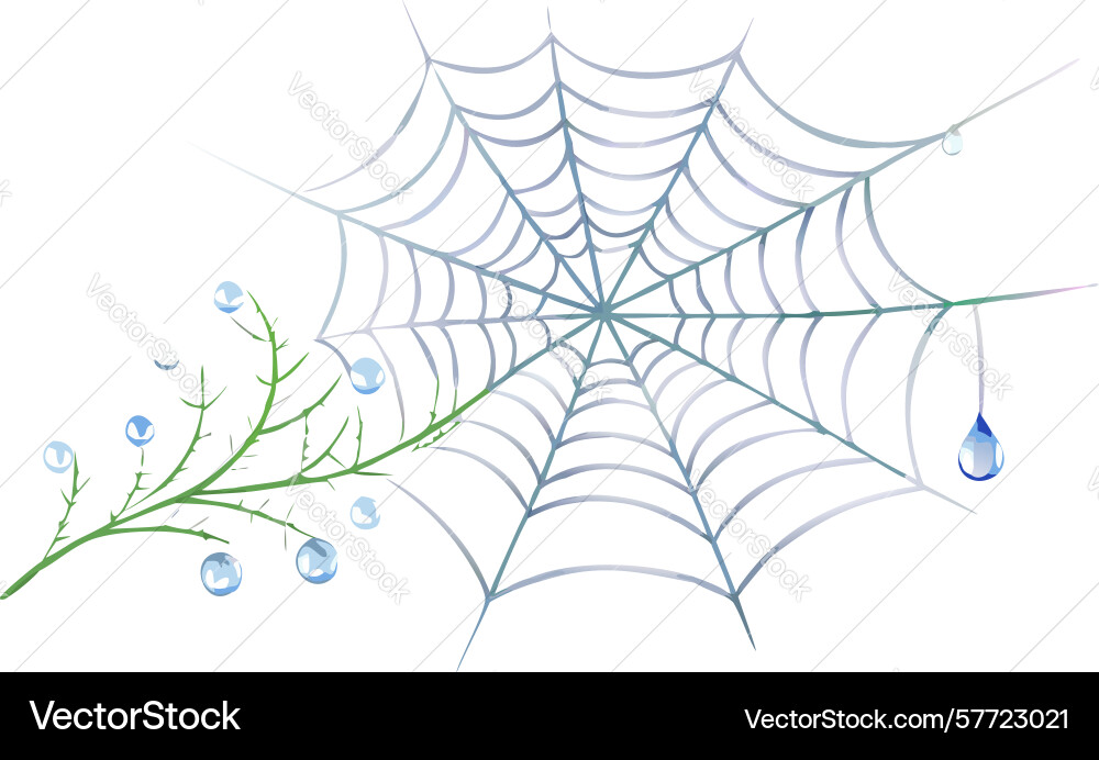 Spiderweb with dew drops macro nature design vector image