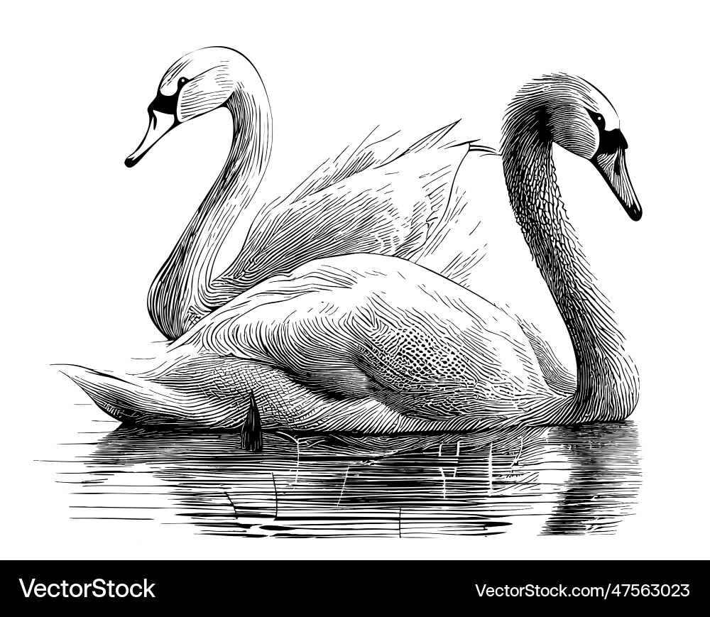 Pair of swans in the lake hand drawn sketch Pair of swans in the lake hand drawn sketch vector image