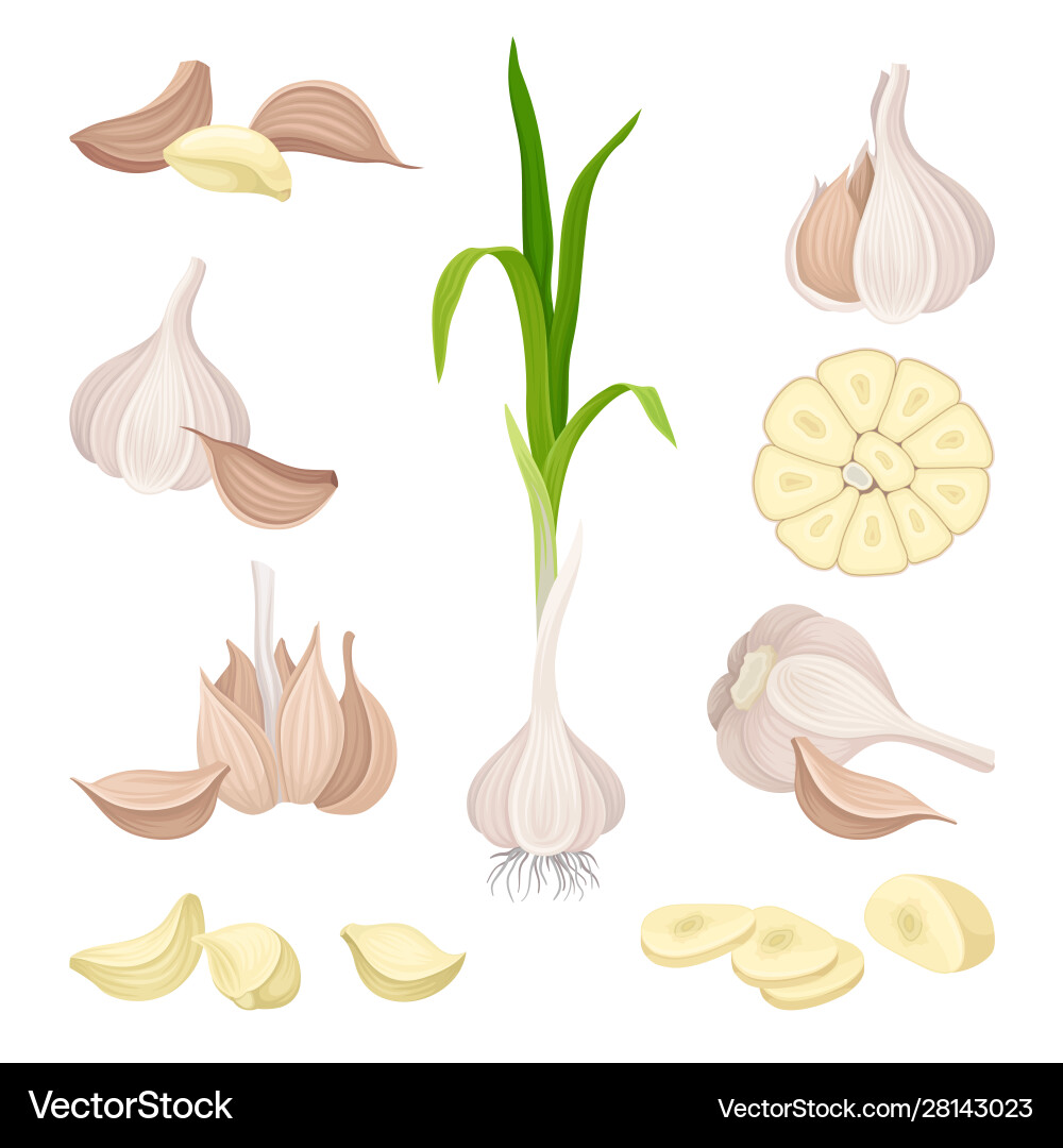 Whole garlic and its parts set vector image