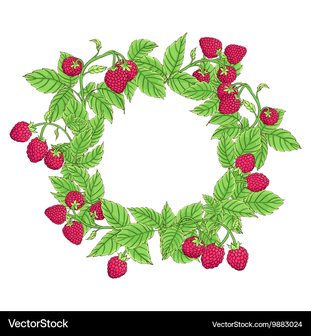 Raspberry frame vector image