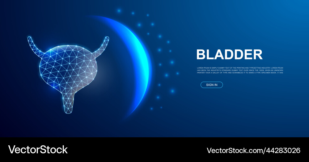 Bladder 3d polygonal symbol for website template Vector Image