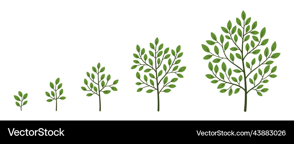 Green tree growth stages plant development Vector Image