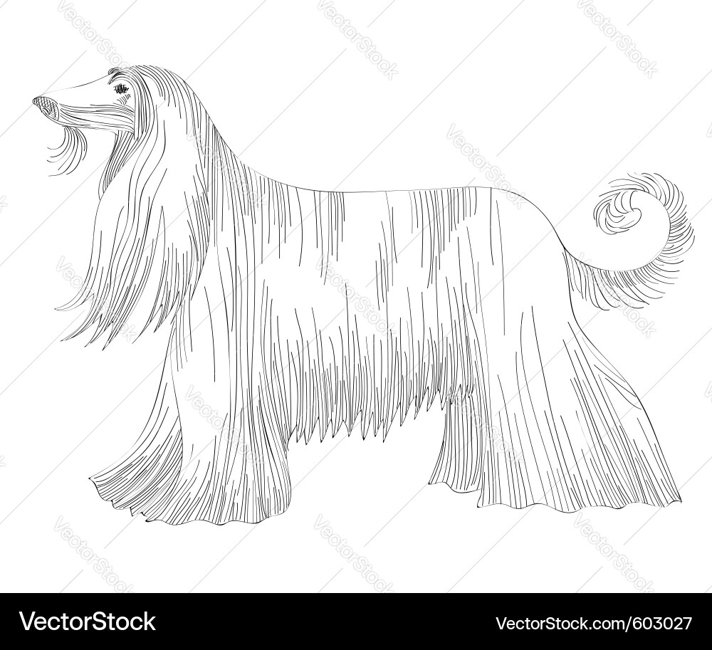 Afghanischer Hound Vektorbild