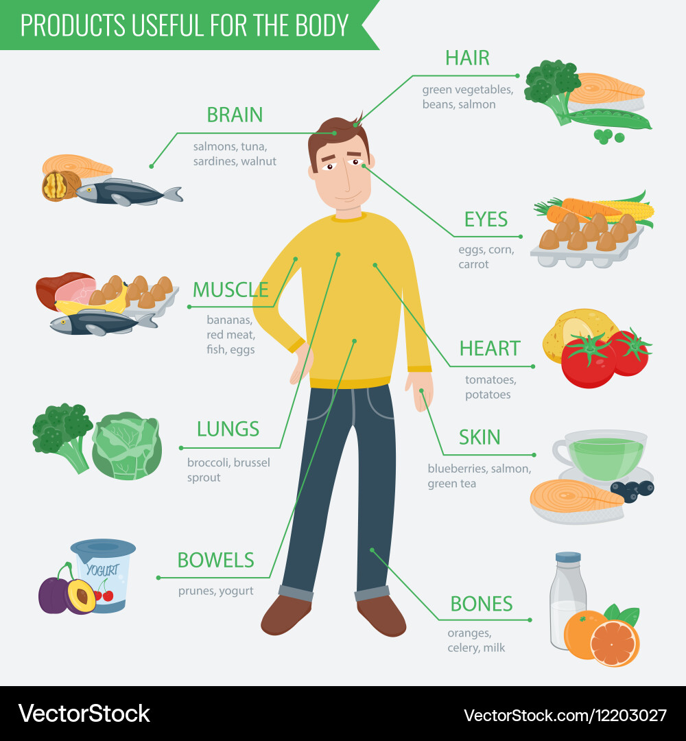 Healthy Eating Infographic - Food for Body vector image