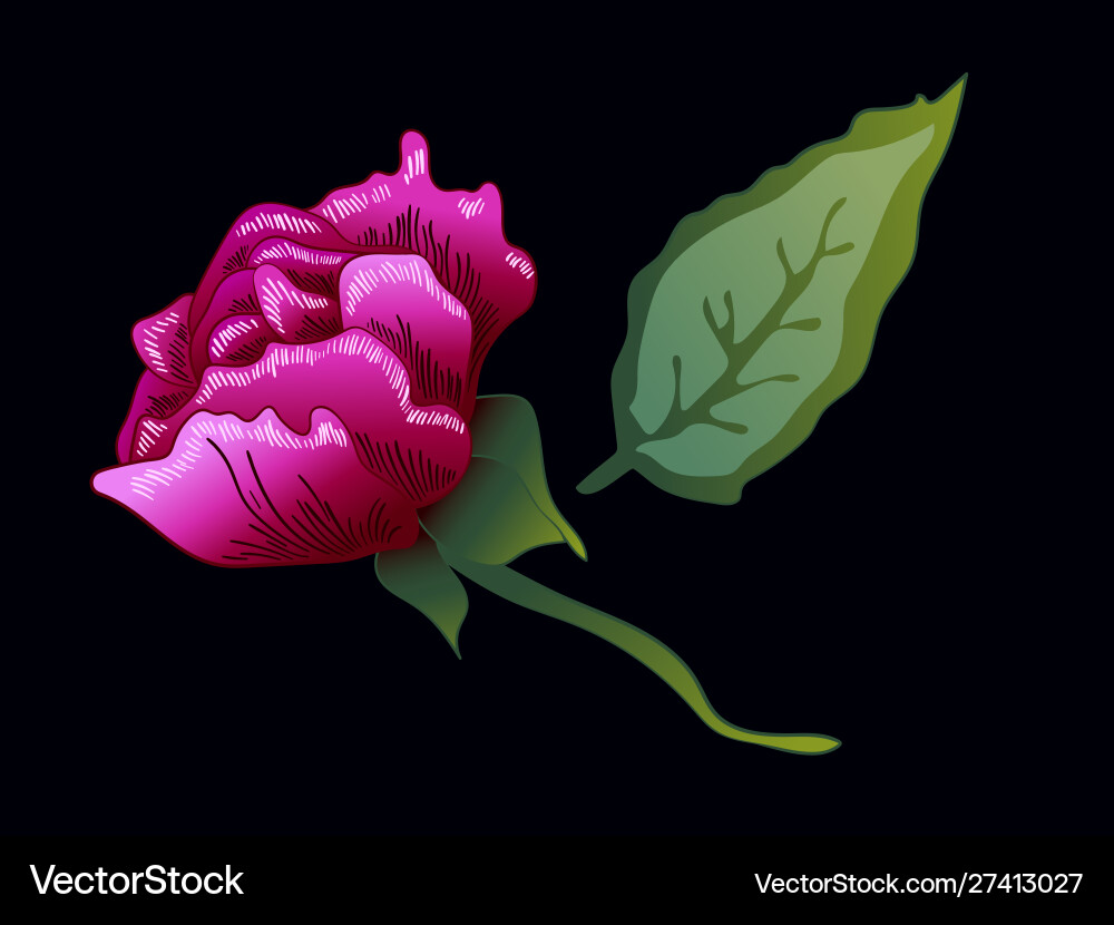 Lila Rose Blumen botanische Blume Lila Rose Blumen botanische Blume vektorbild