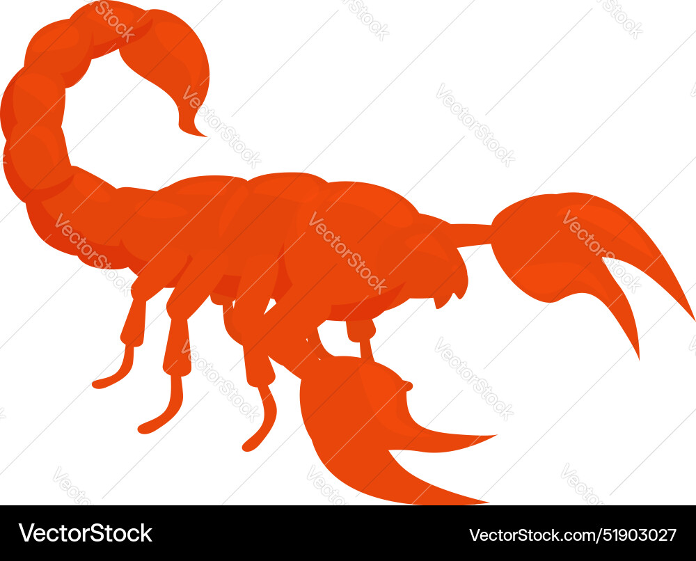 Red scorpion raising claws and tail in attacking Red scorpion raising claws and tail in attacking vector image
