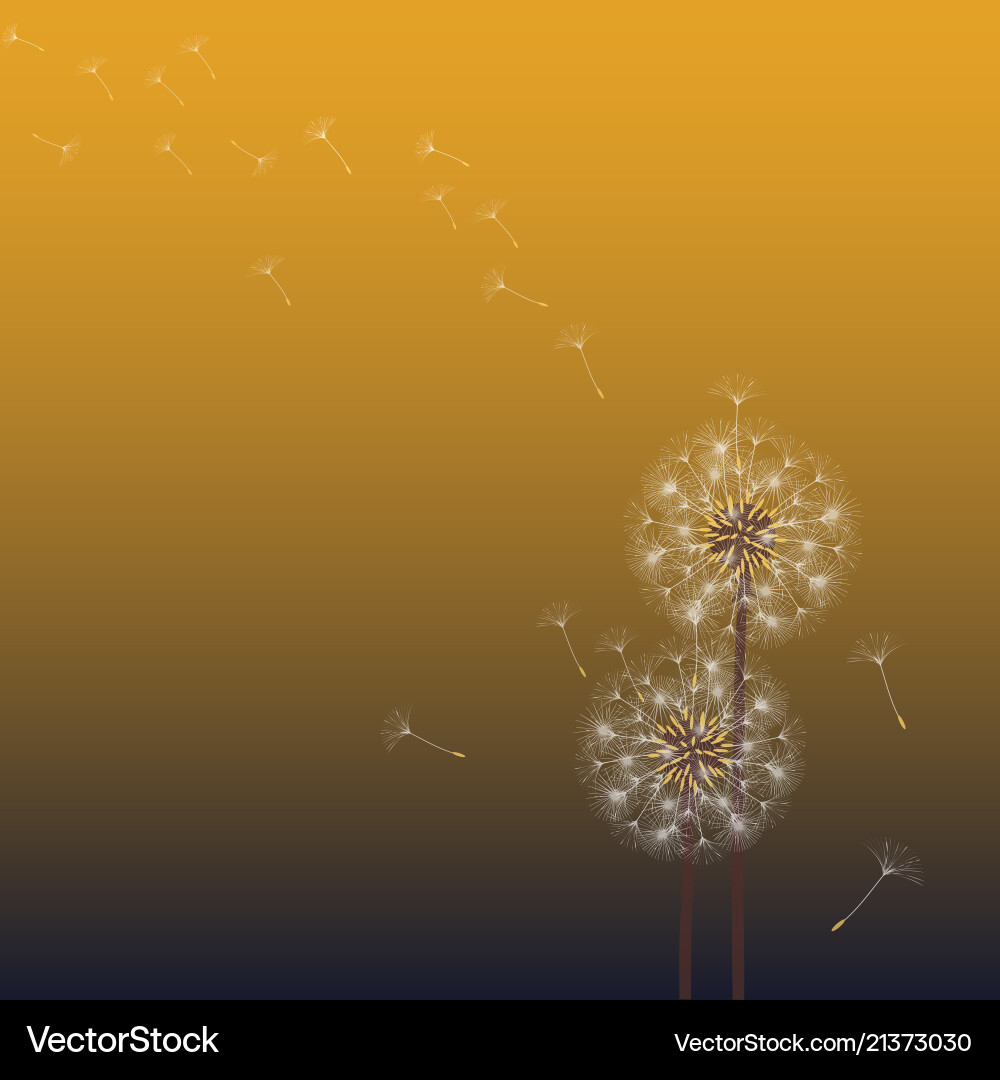 Abstract background of a dandelion for design Abstract background of a dandelion for design vector image
