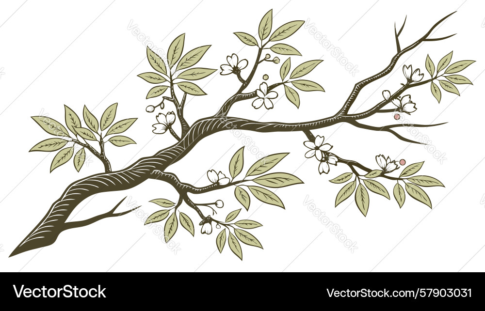 Bare tree branch with buds spring nature element Vector Image
