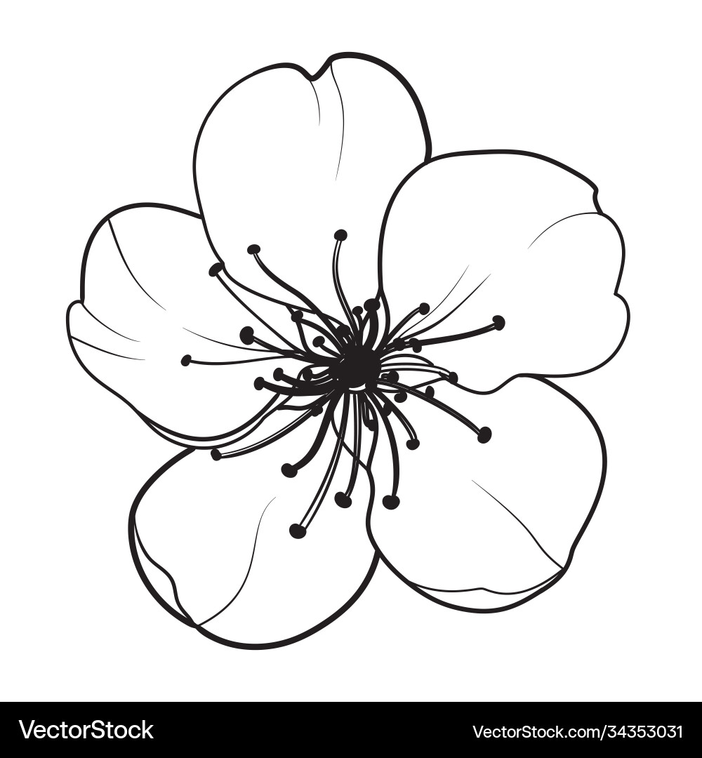 Hand drawn design elements sakura flowers Hand drawn design elements sakura flowers vector image
