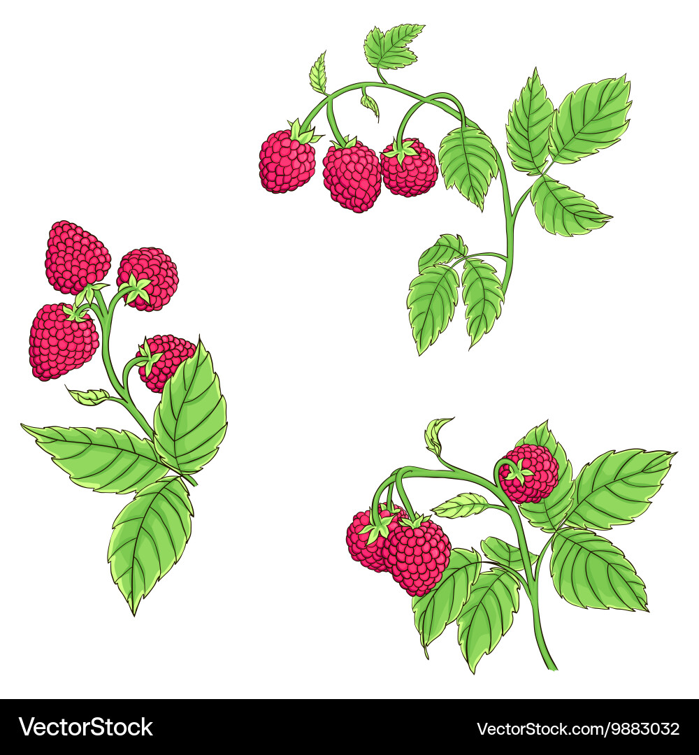 Raspberry Branches on White vector image