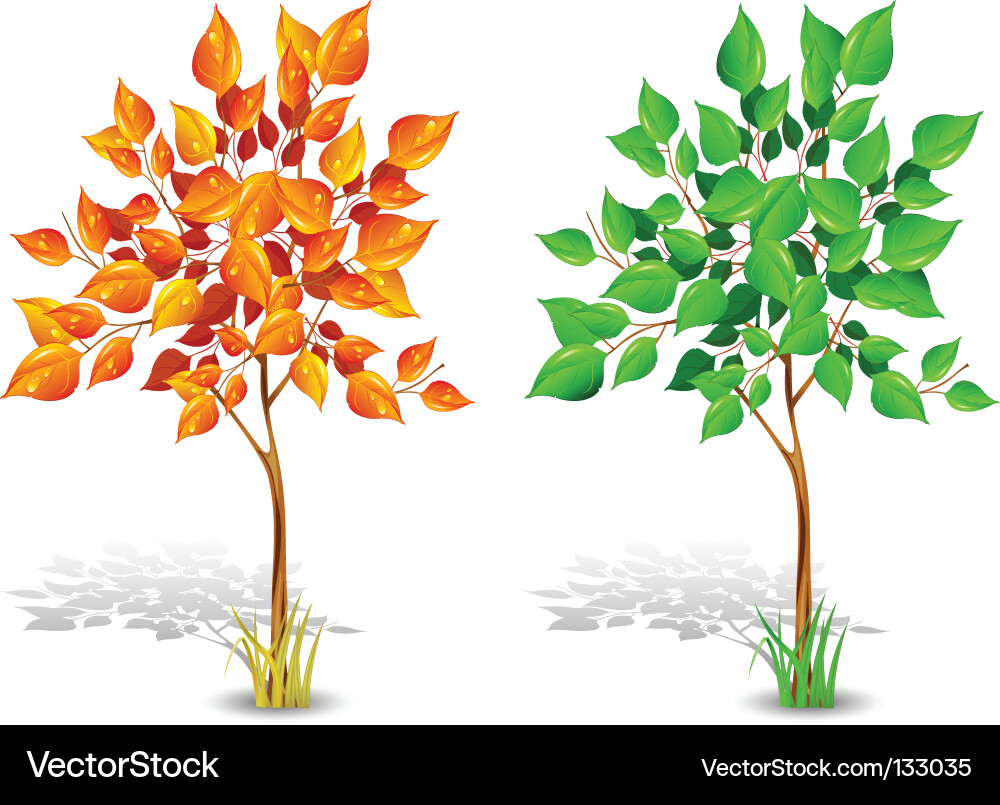 Tree vector image