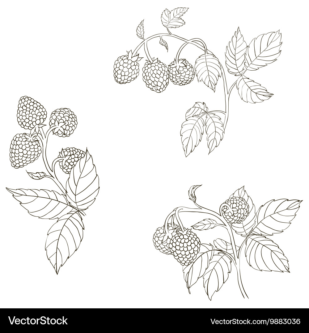 Raspberry Branch Sketch vector image