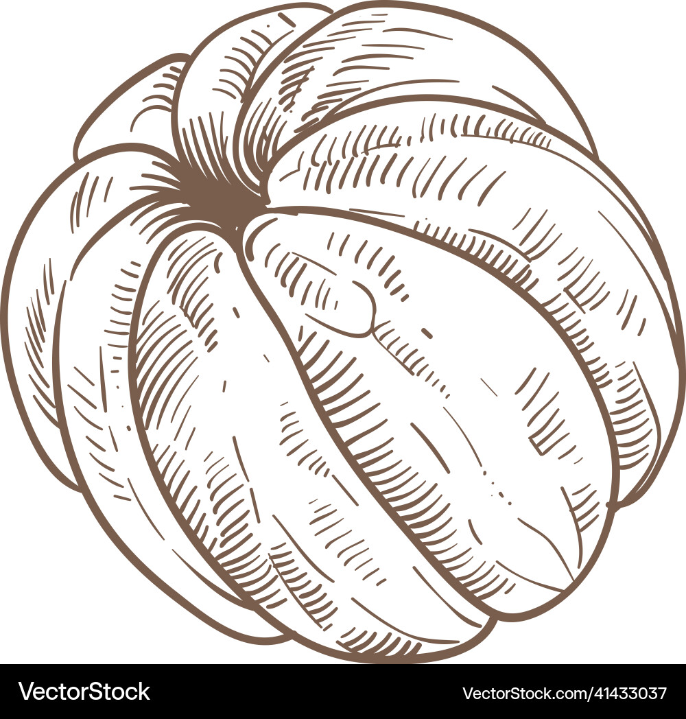 Peeled orange sketch juicy fresh citrus segments Peeled orange sketch juicy fresh citrus segments vector image