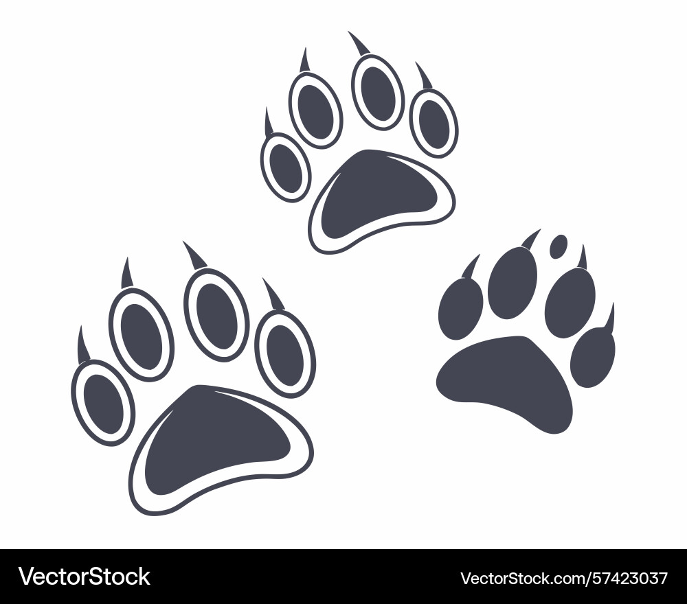 Three bear paw prints with sharp claws on a clean vector image