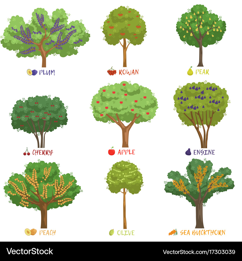 Different fruit trees sorts with names set garden vector image