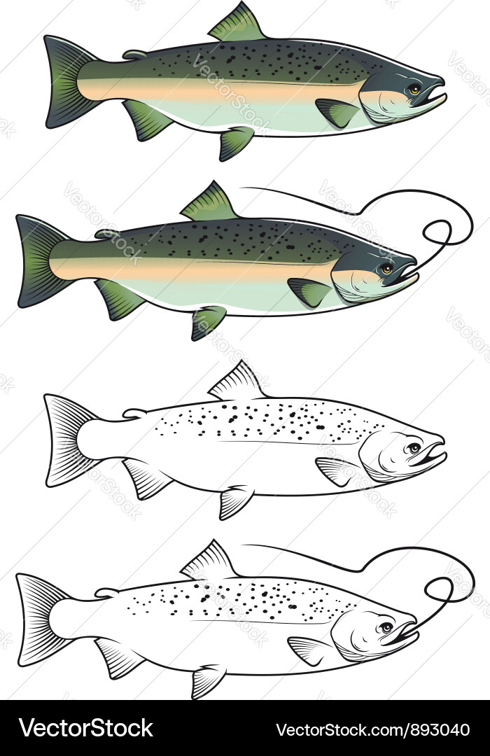 Chum Salmon Fish - Fishing Scene Vector Image