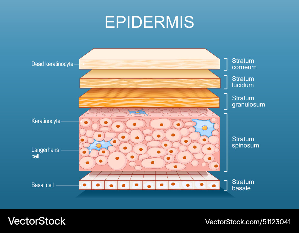 Epidermis Structure & Layers Vector Image