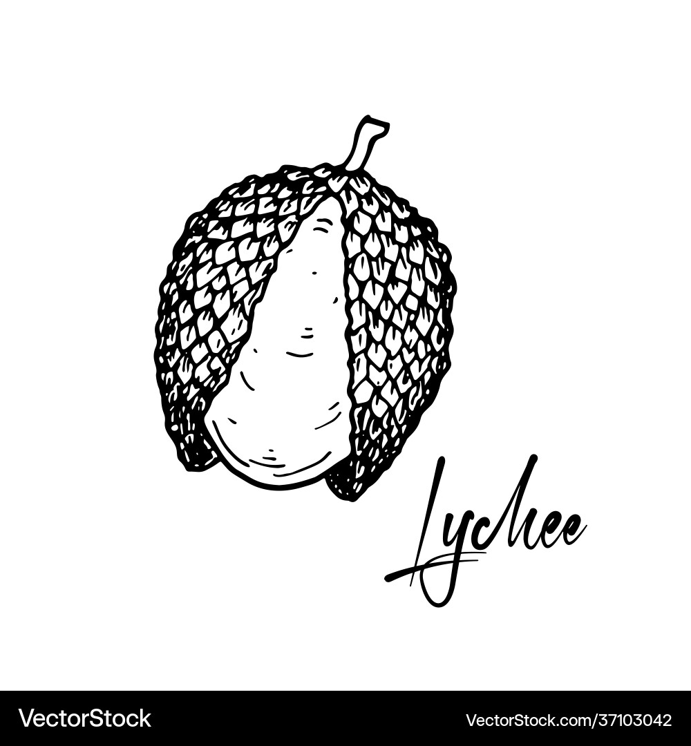 Hand-Drawn Lychee Fruit Sketch Vector Image