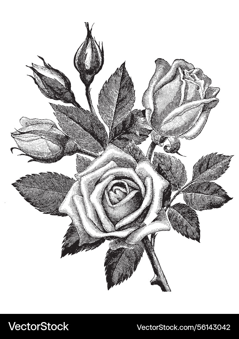 Vintage engraving of bouquet roses Vintage engraving of bouquet roses vector image