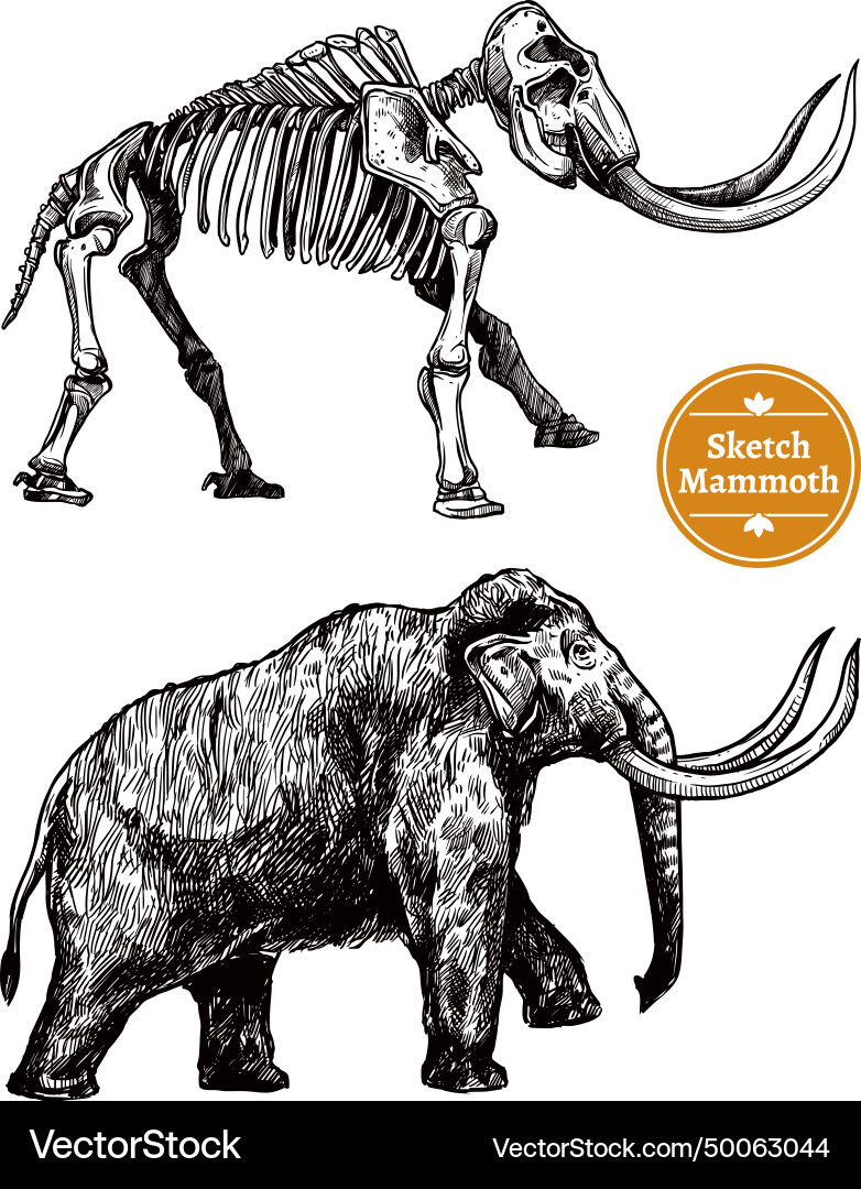 Sketch hand drawn mammoth Sketch hand drawn mammoth vector image