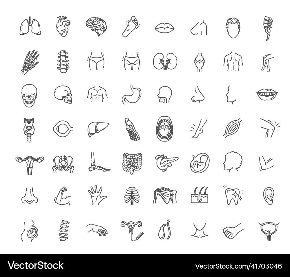 Human internal organs Royalty Free Vector Image